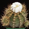 Gymnocalycium_tudae